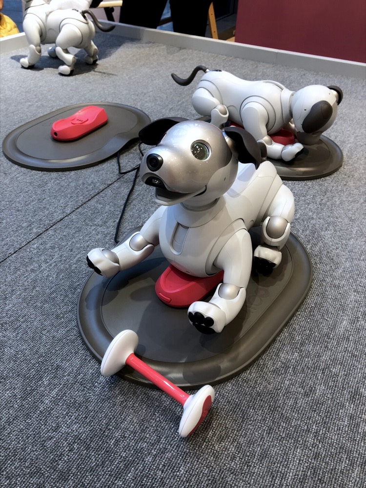 ソニーの犬型エンタテインメントロボット aibo（ERS-1000）が座っている様子